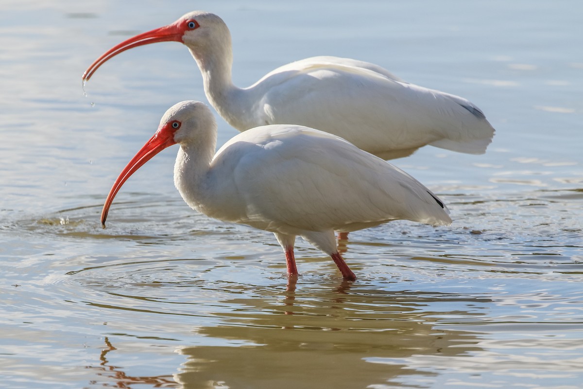 White Ibis - ML646328727
