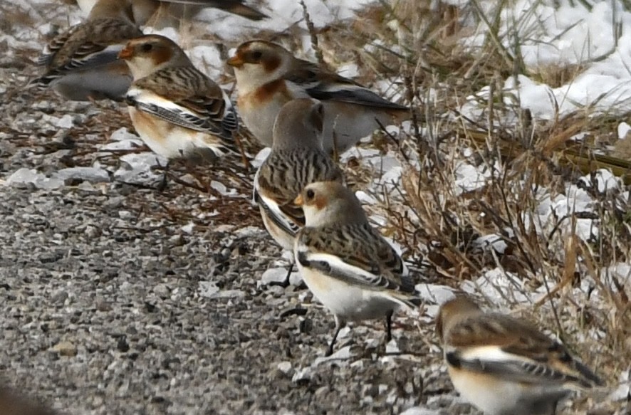 Zigolo delle nevi - ML646328733