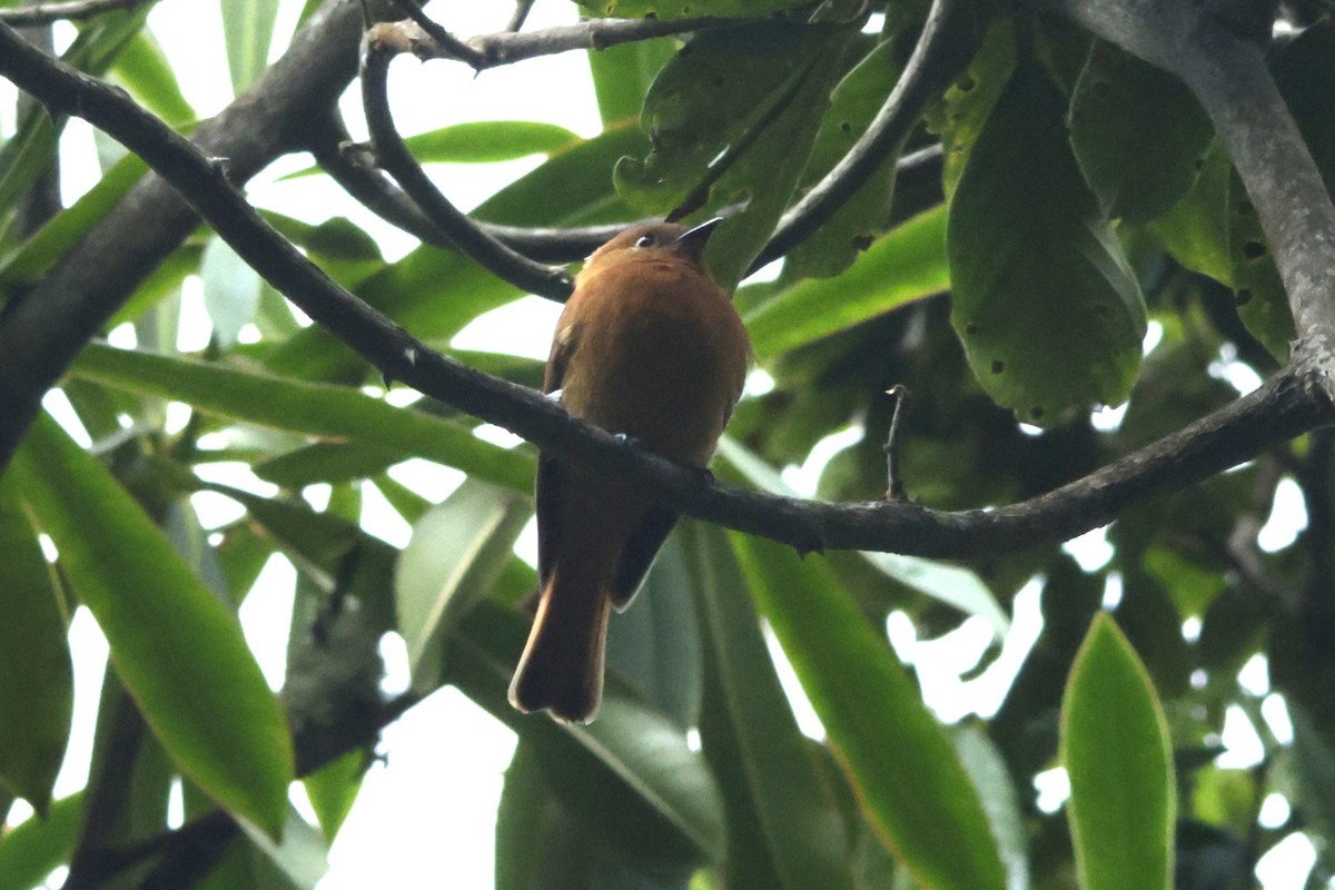 ニッケイハエトリ - ML646328736