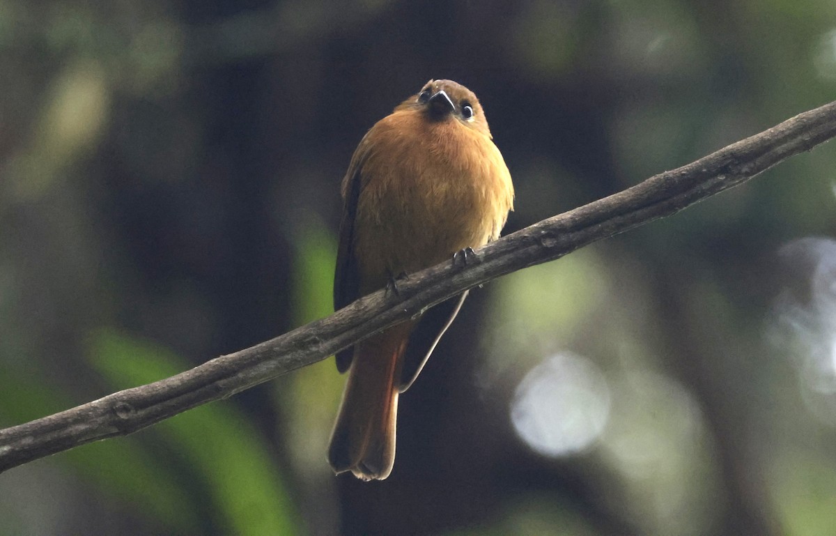 ニッケイハエトリ - ML646328737