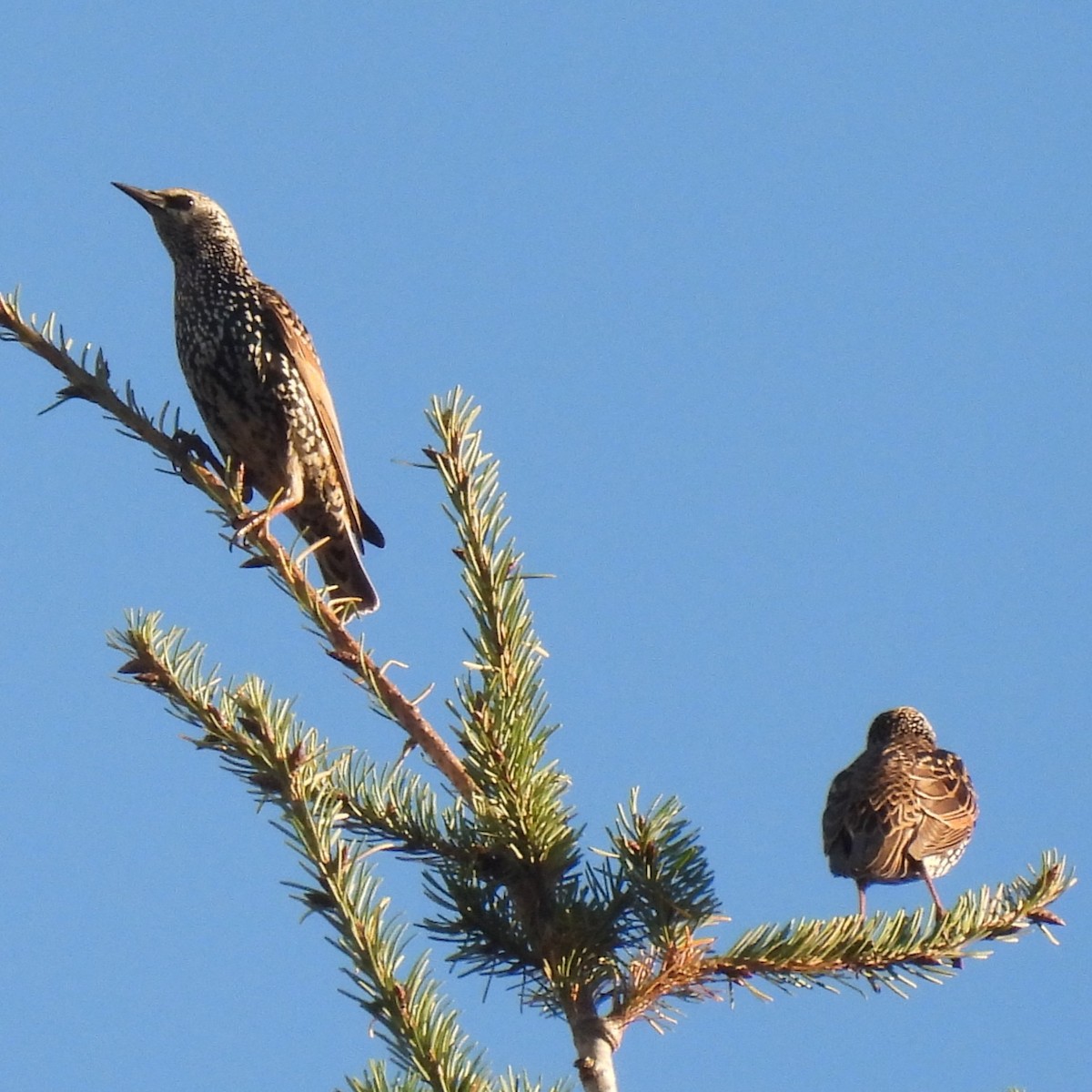 European Starling - ML646328743