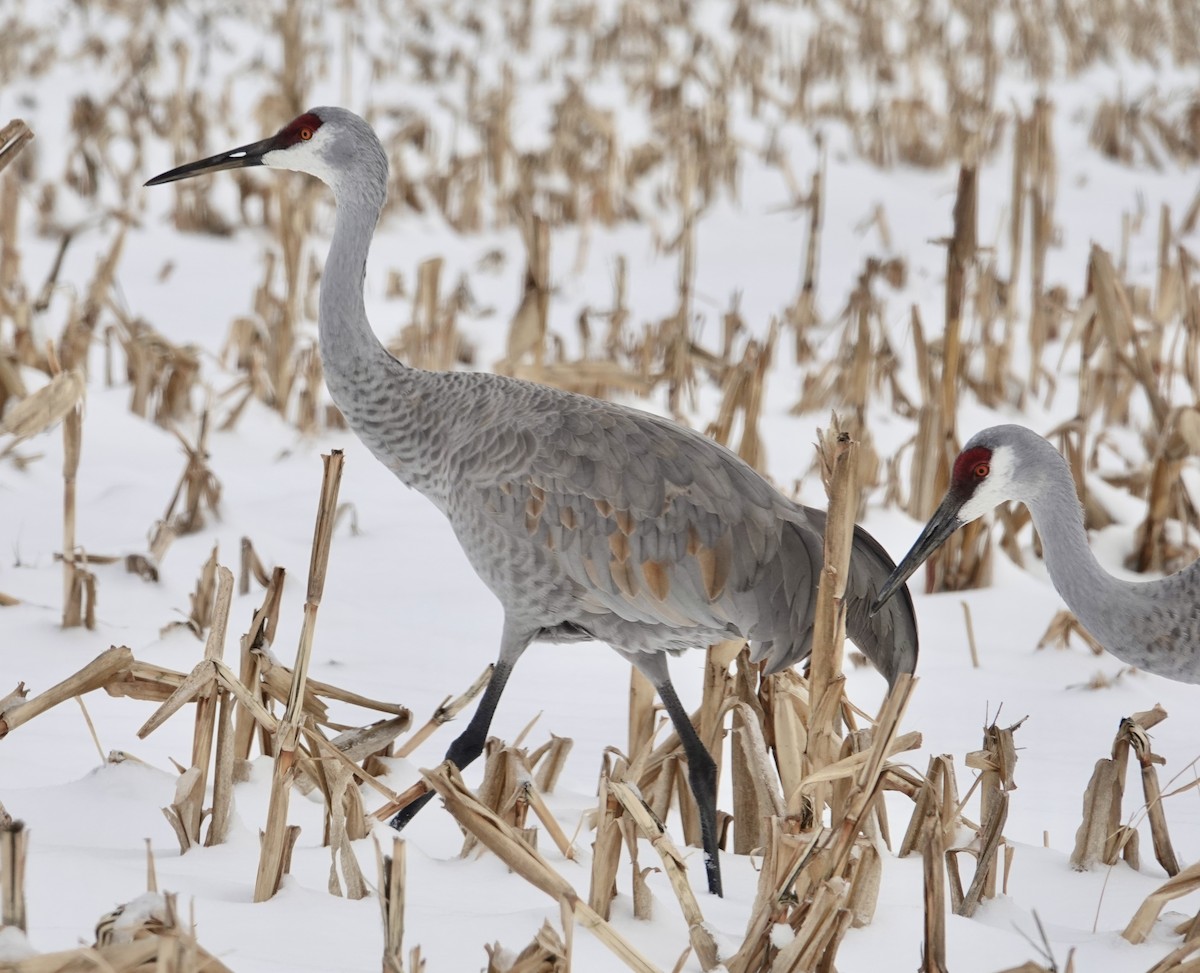 Sandhill Crane - ML646328744