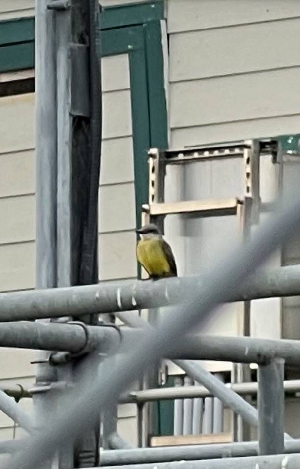 Tropical Kingbird - ML646328748