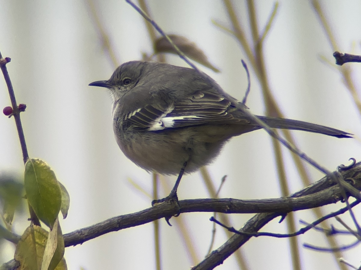 Northern Mockingbird - ML646328750