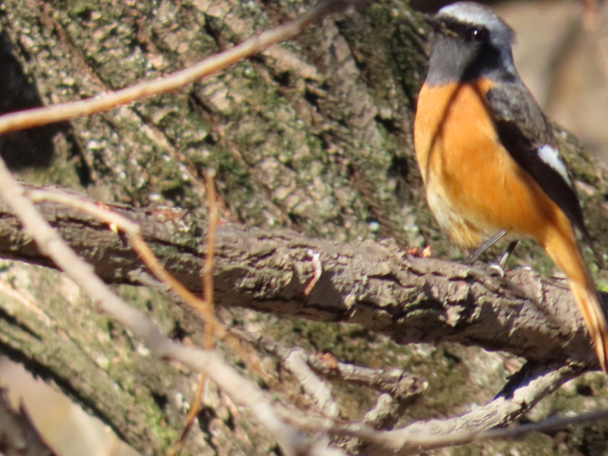 aurorarødstjert - ML646328755