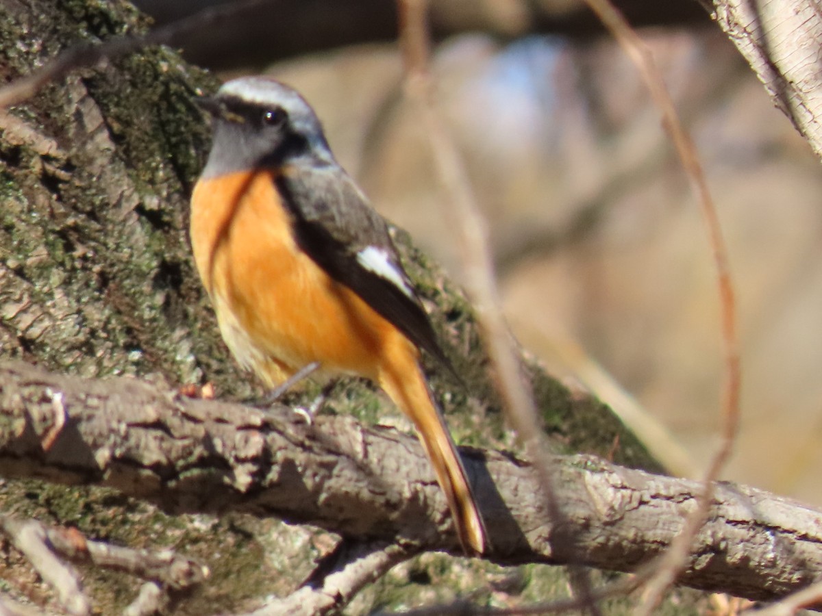 aurorarødstjert - ML646328756