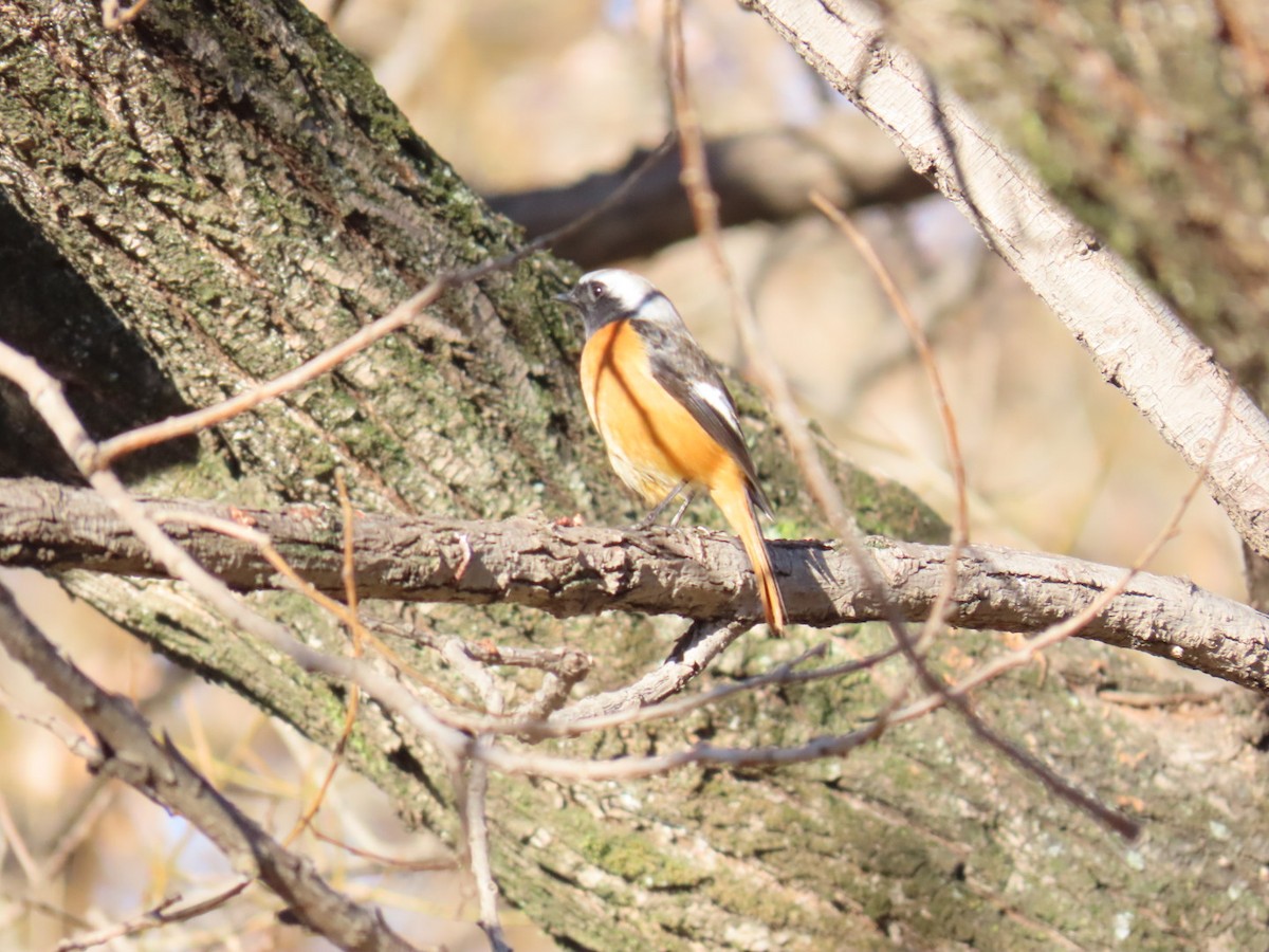 aurorarødstjert - ML646328757