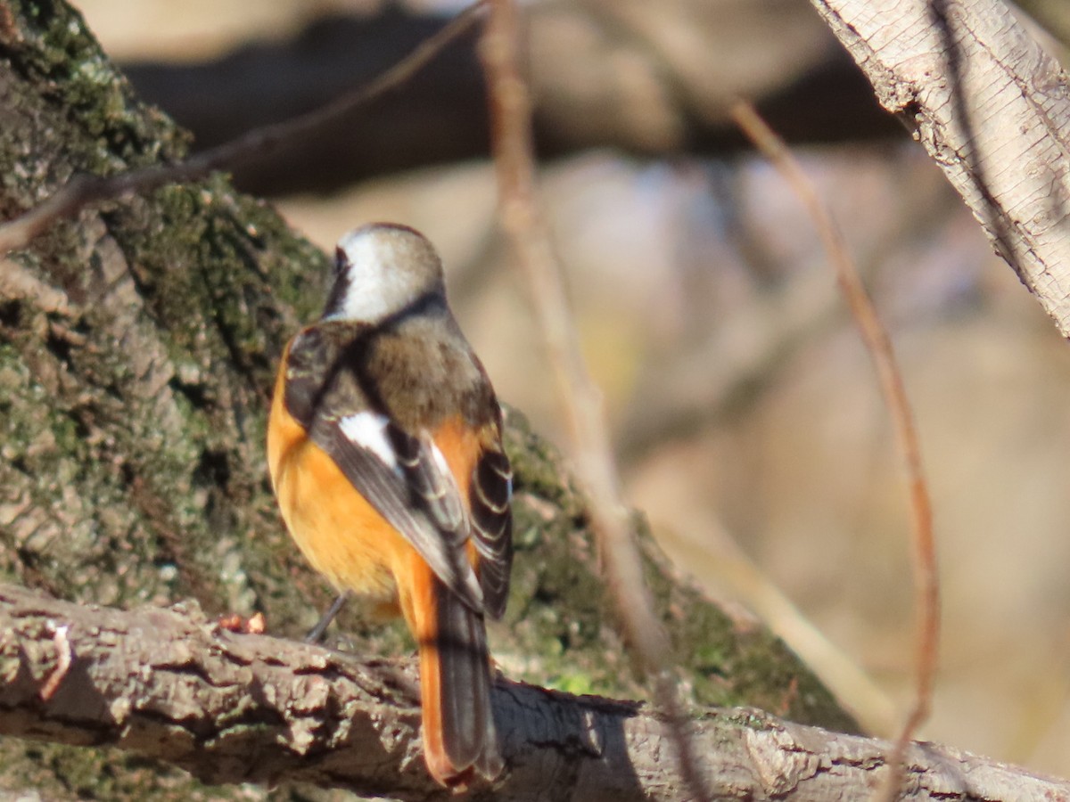 aurorarødstjert - ML646328758