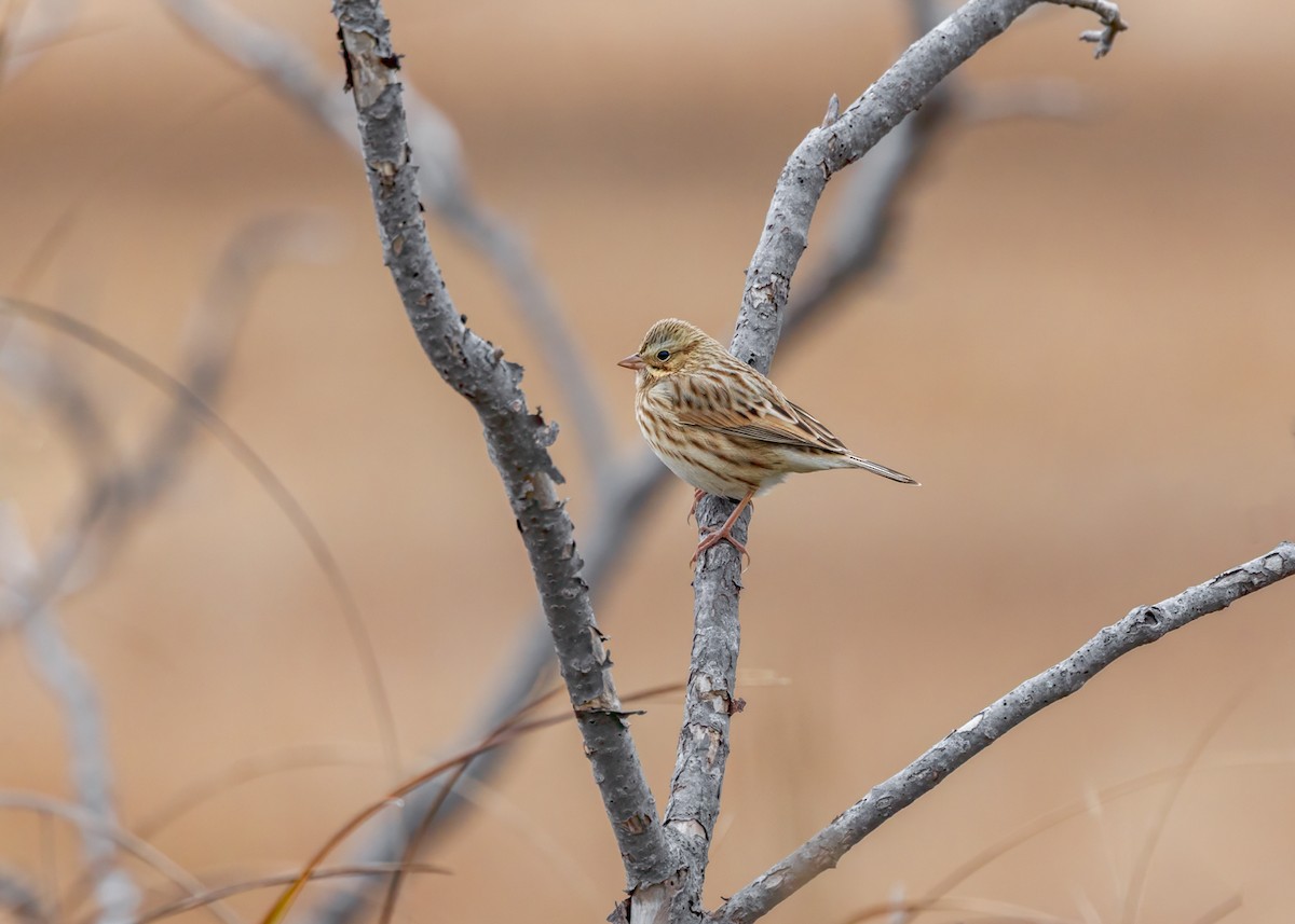 Savannah Sparrow - ML646328759