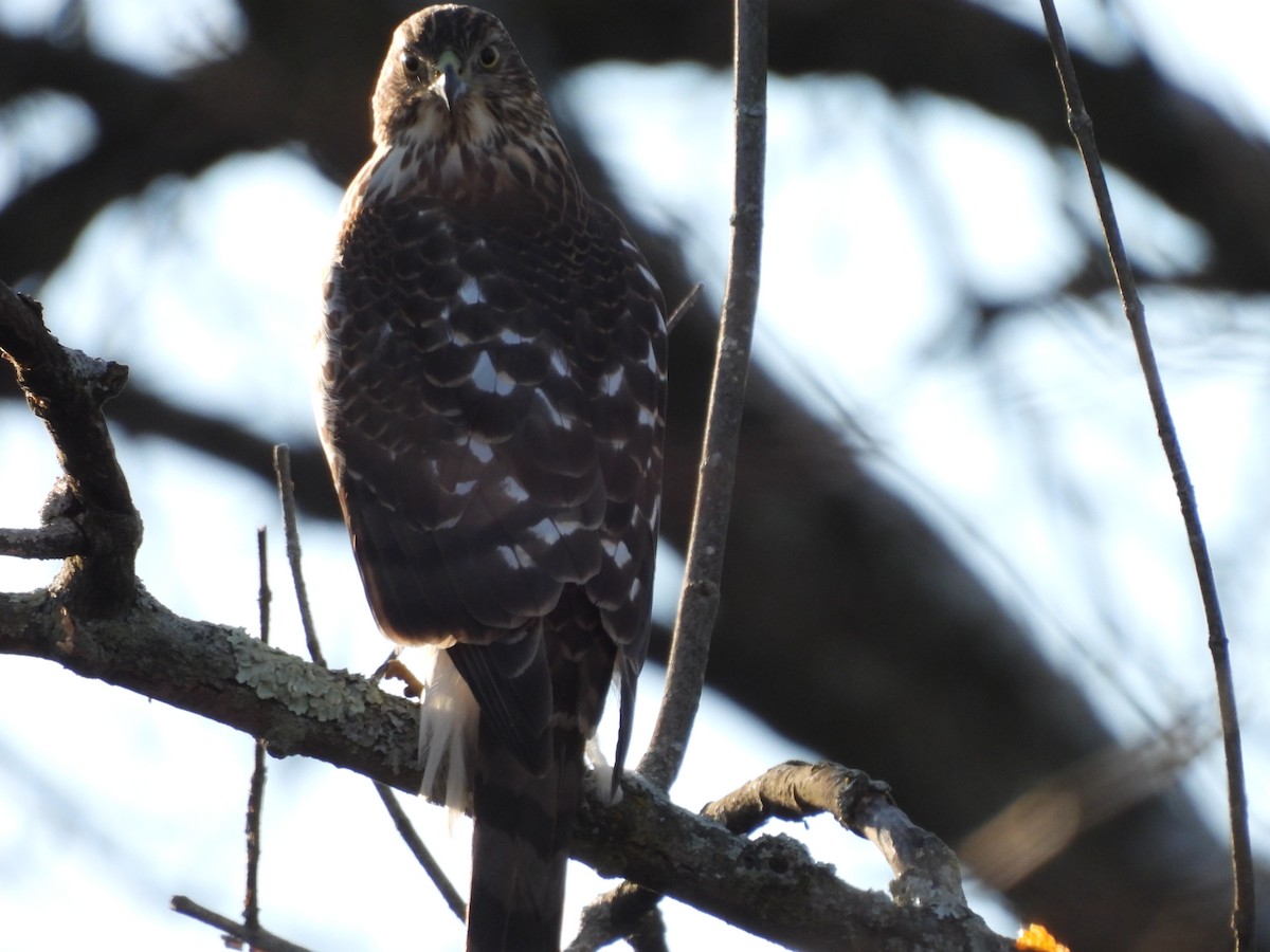 Cooper's Hawk - ML646328760