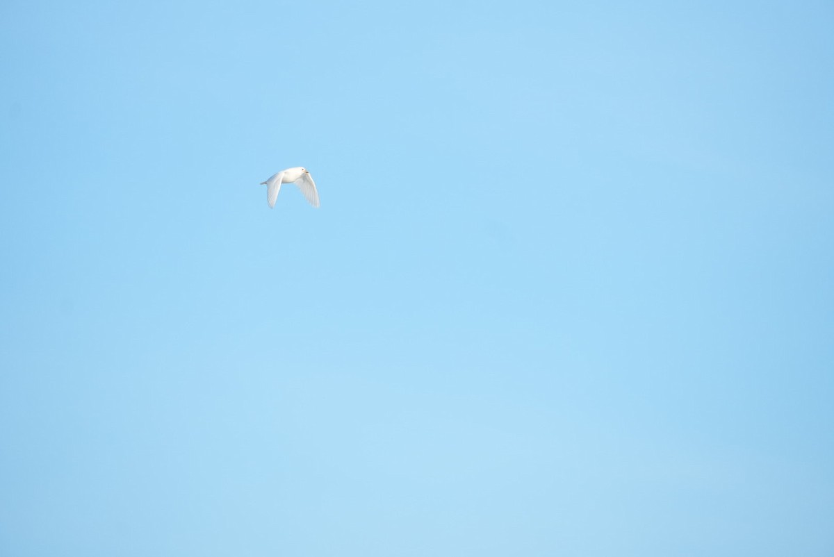 サヤハシチドリ - ML646328764