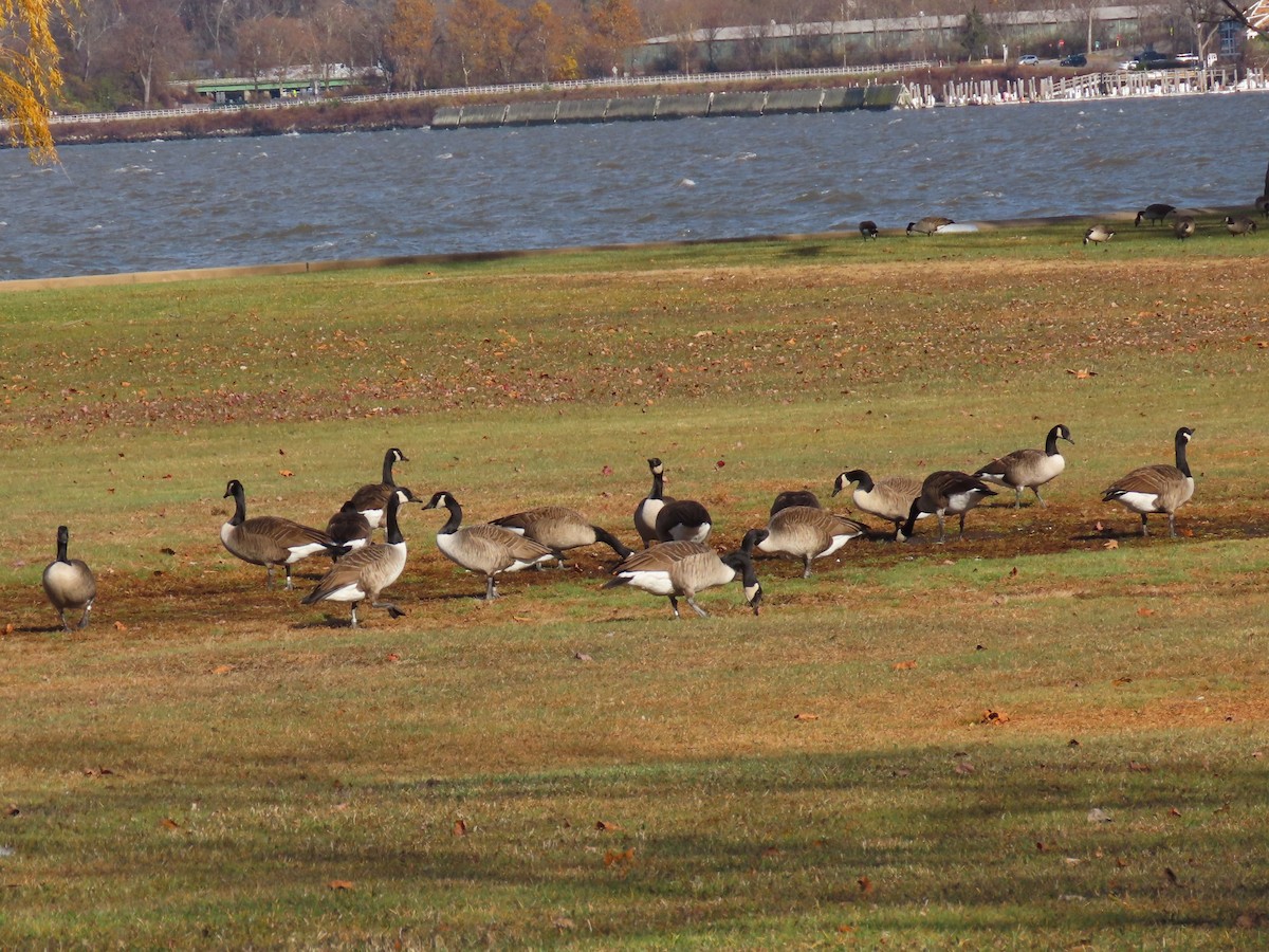 ברנטה קנדית - ML646328765