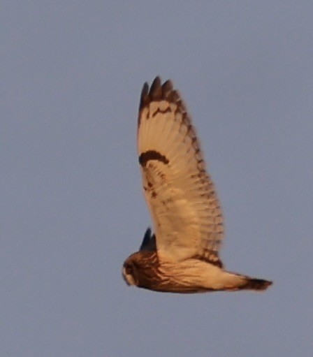 コミミズク（flammeus） - ML646328766