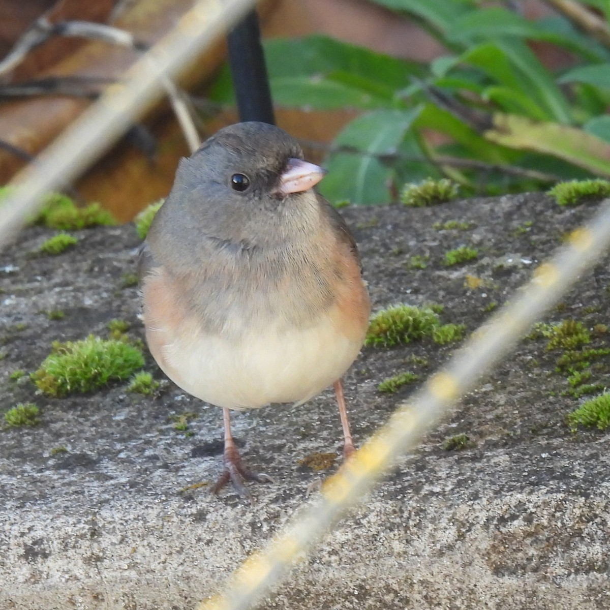 Dark-eyed Junco - ML646328769
