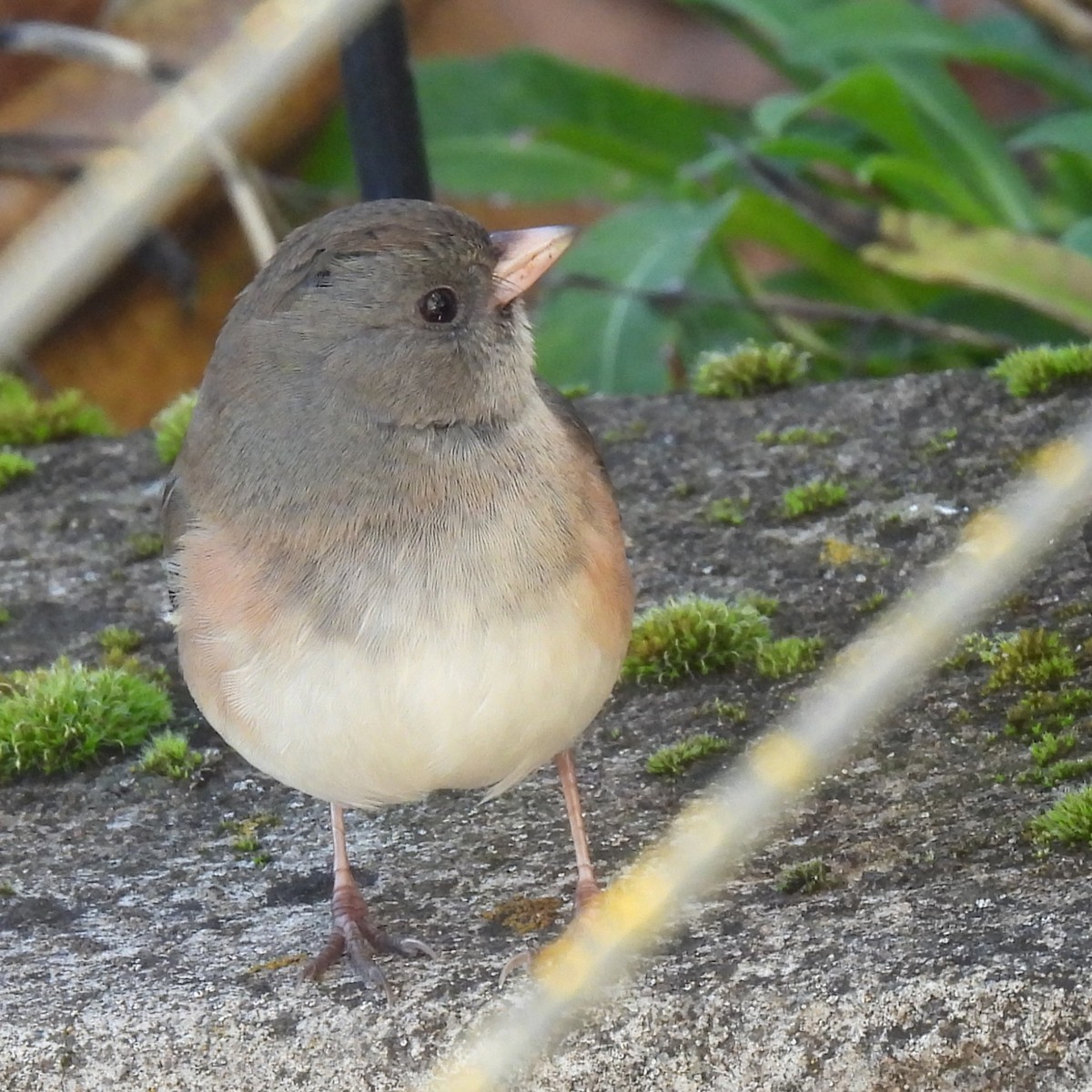 Dark-eyed Junco - ML646328770