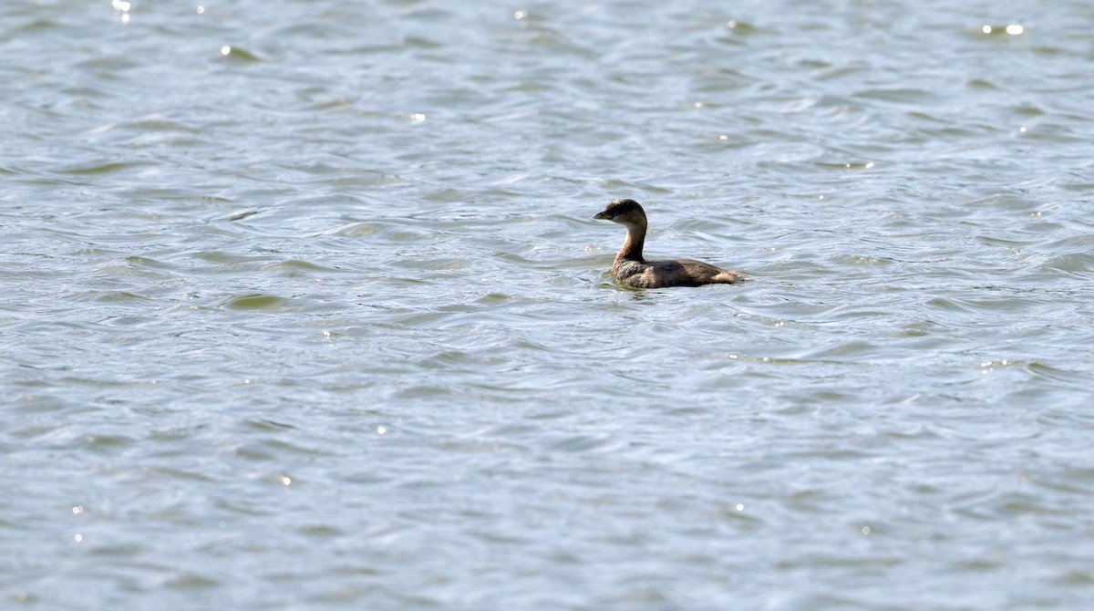 Pied-billed Grebe - ML646328772