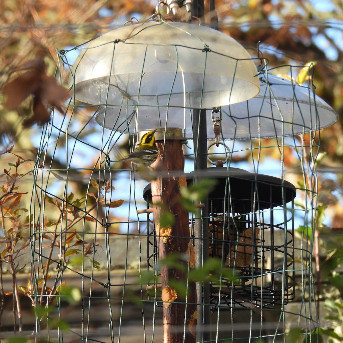 Townsend's Warbler - ML646328778