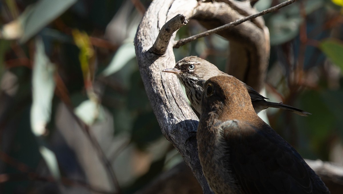 flekkbrystkrattsmett - ML646328780