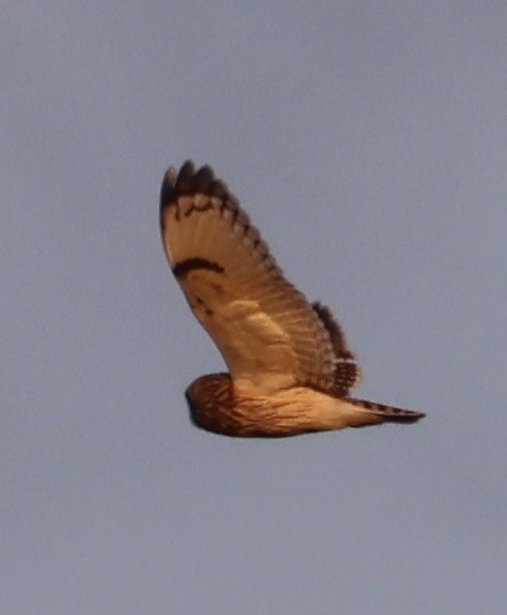 コミミズク（flammeus） - ML646328781