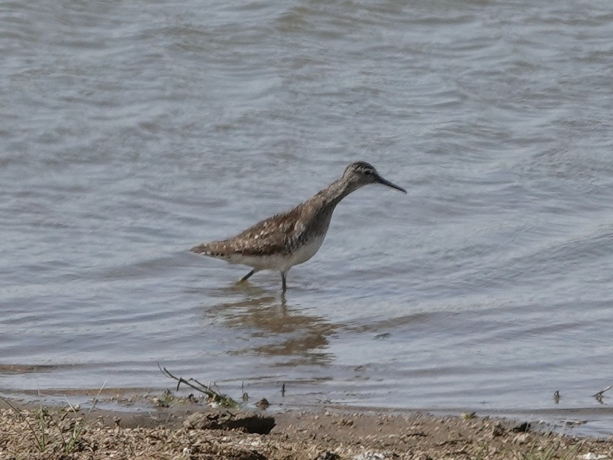 vodouš bahenní - ML646328782