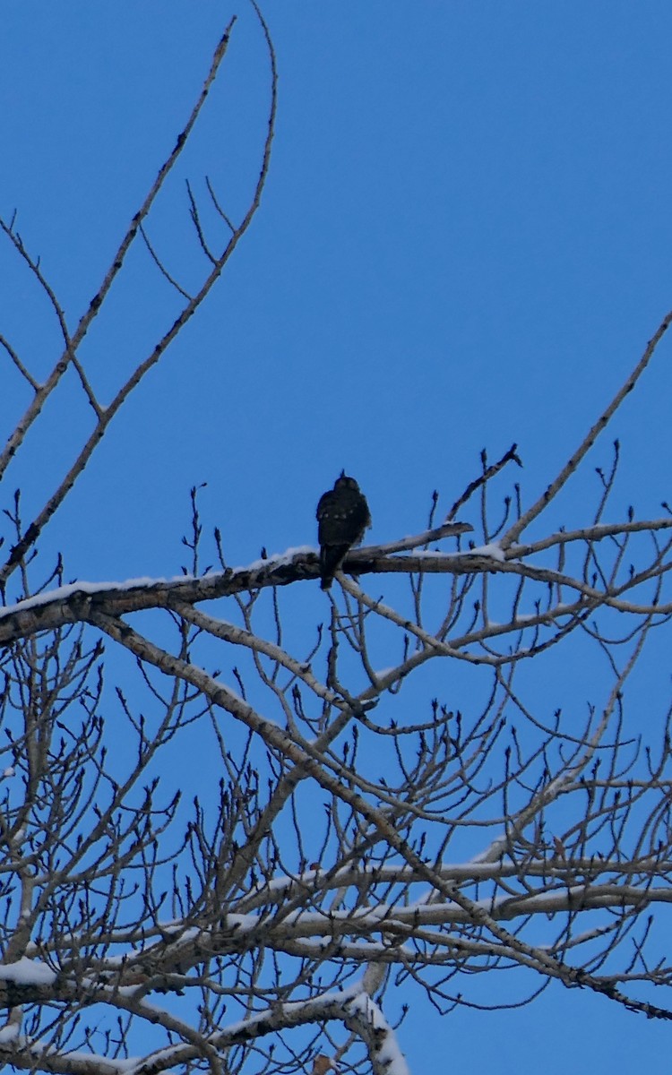 Merlin - ML646328785