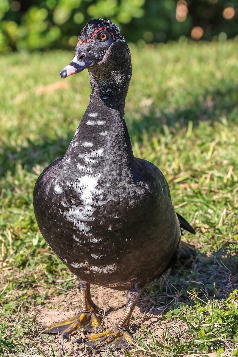 Anatra muta (domestica) - ML646328787