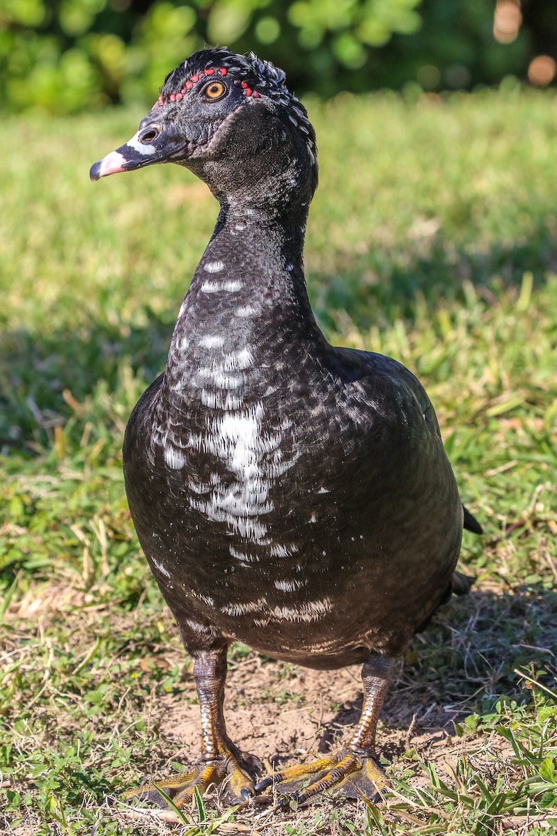 Anatra muta (domestica) - ML646328788
