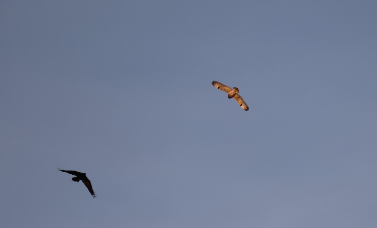 コミミズク（flammeus） - ML646328790