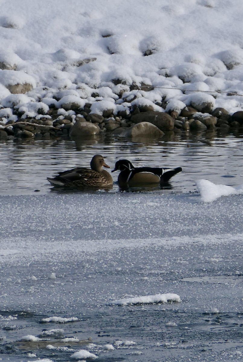 Orman Ördeği - ML646328795