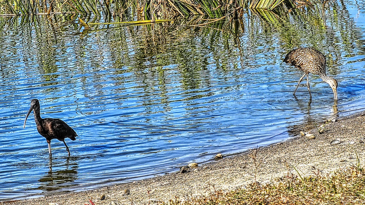 彩䴉 - ML646328796