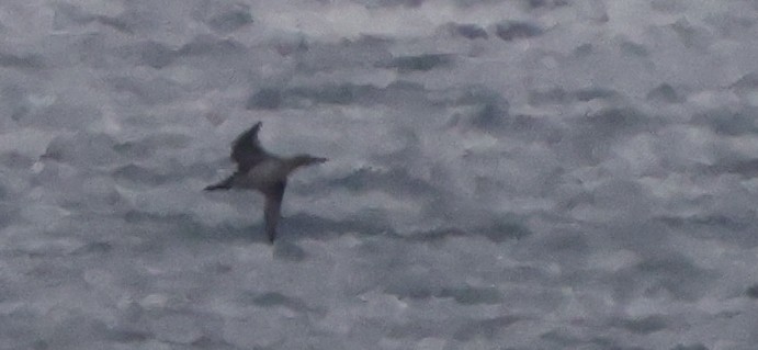 סולה מצויה - ML646328799