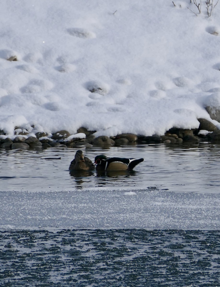 Orman Ördeği - ML646328801