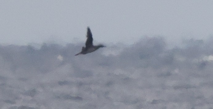 סולה מצויה - ML646328804