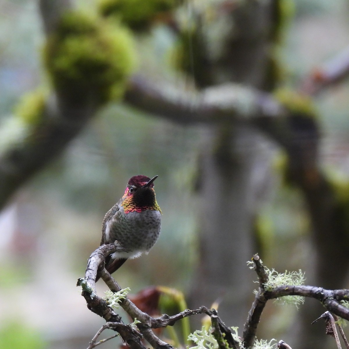 Anna's Hummingbird - ML646328805