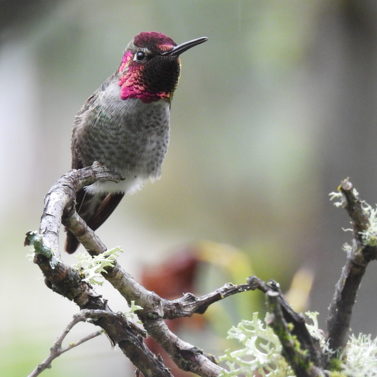 Anna's Hummingbird - ML646328806