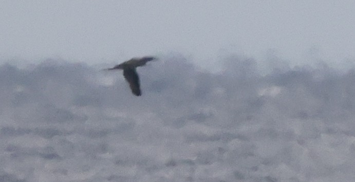 סולה מצויה - ML646328807