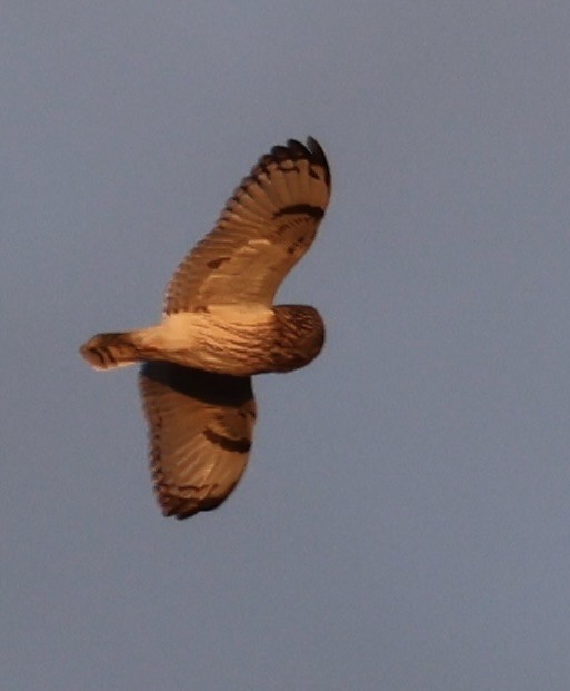 コミミズク（flammeus） - ML646328808