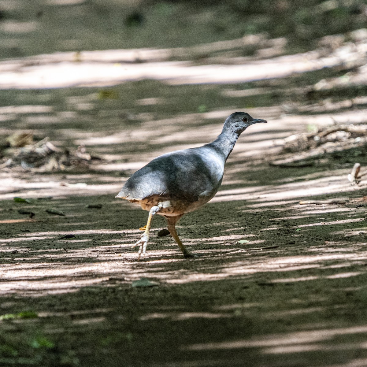 Undulated Tinamou - ML646328811