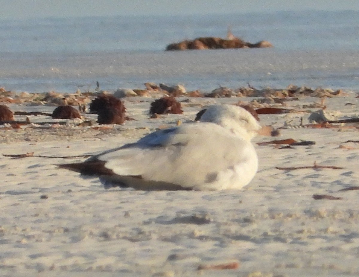 Ring-billed Gull - ML646328812