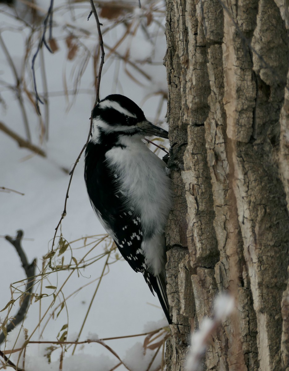 Hairy Woodpecker - ML646328819