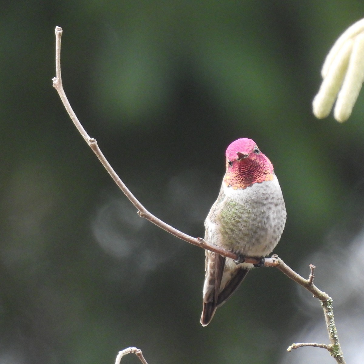 Anna's Hummingbird - ML646328820