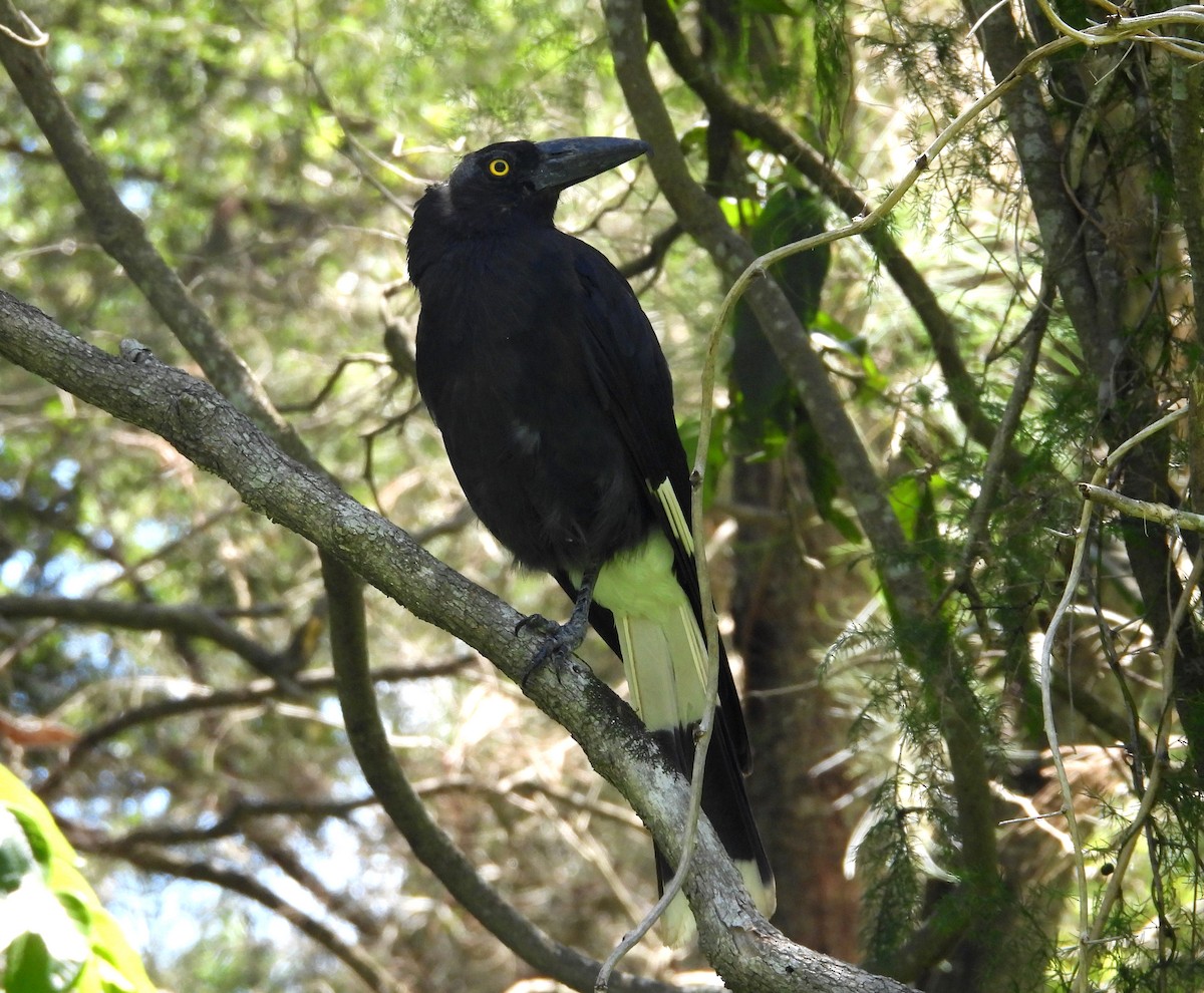 Pied Currawong - ML646328823