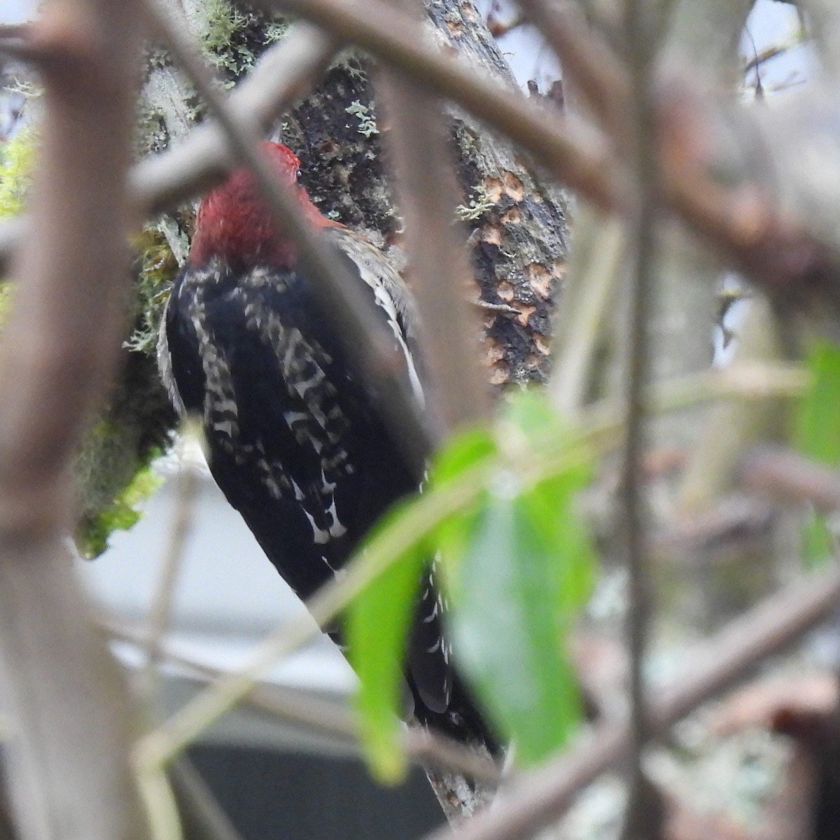 Red-breasted Sapsucker - ML646328825