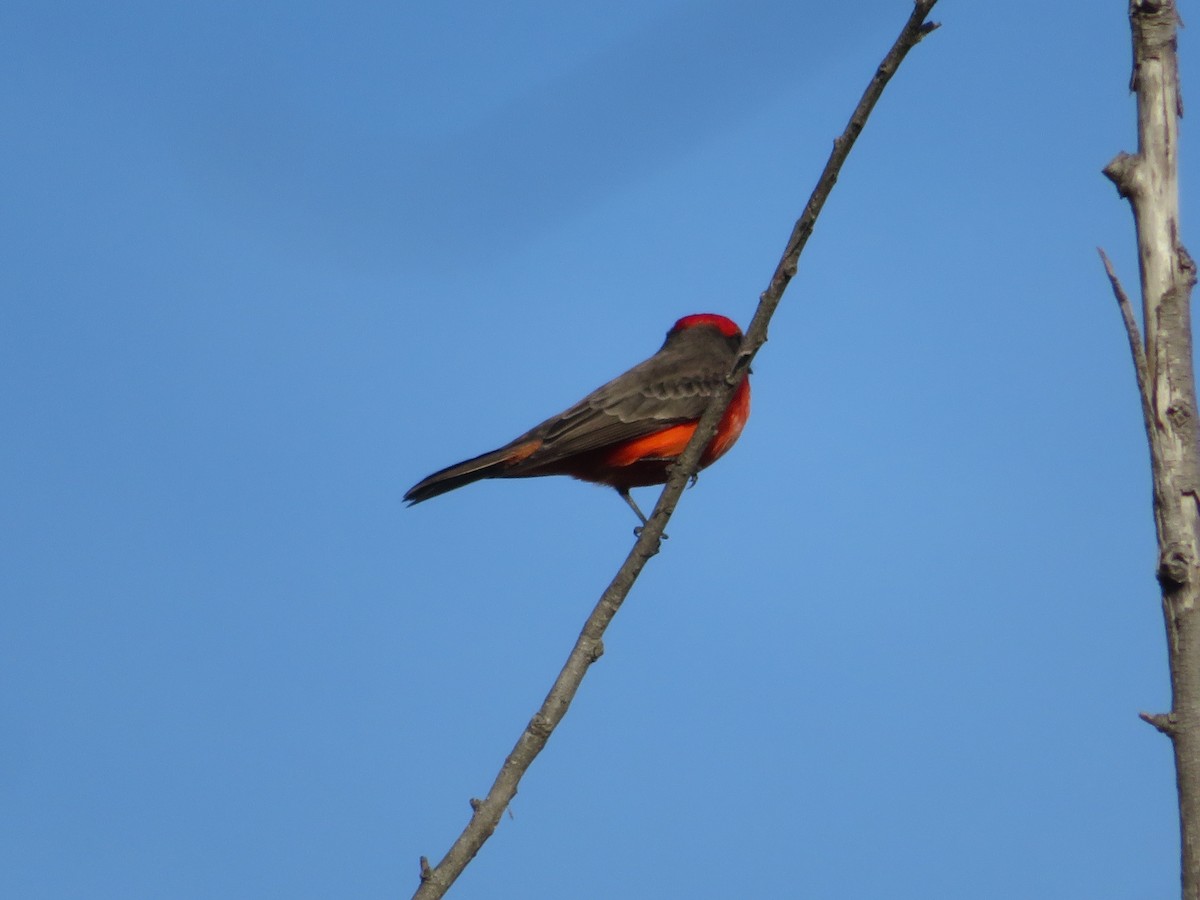 Vermilion Flycatcher - ML646328826