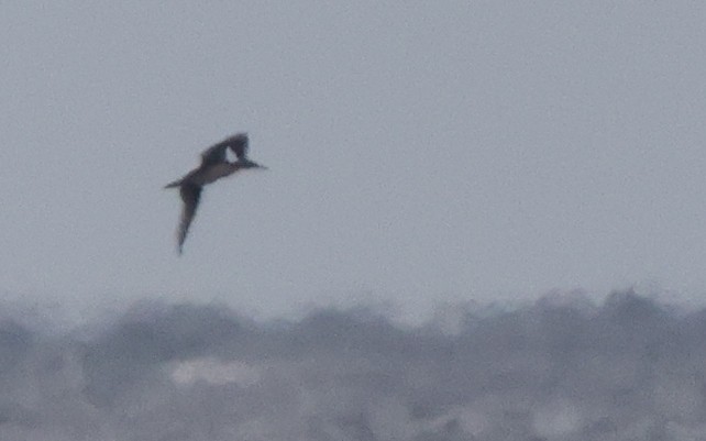 סולה מצויה - ML646328827