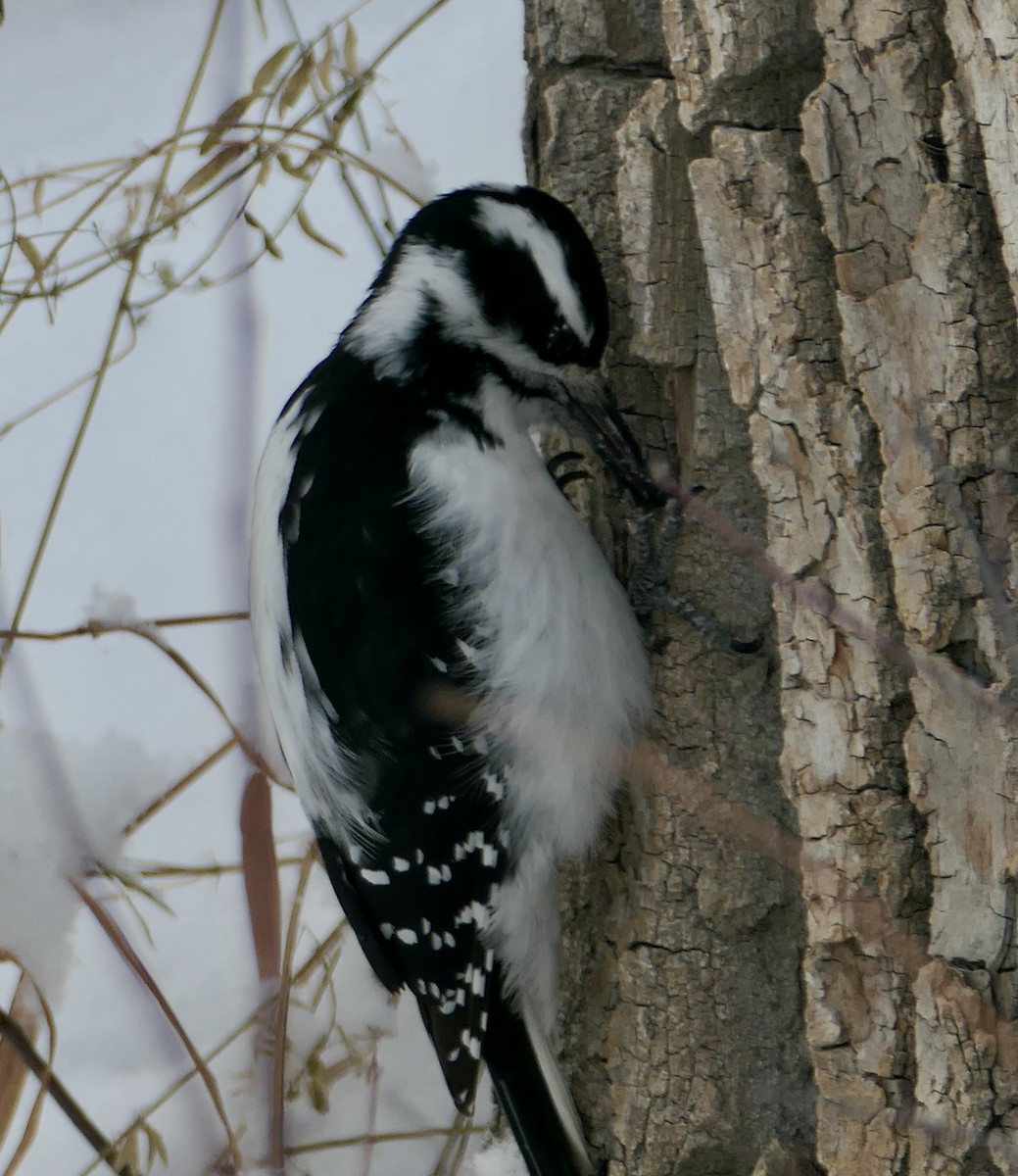 Hairy Woodpecker - ML646328828