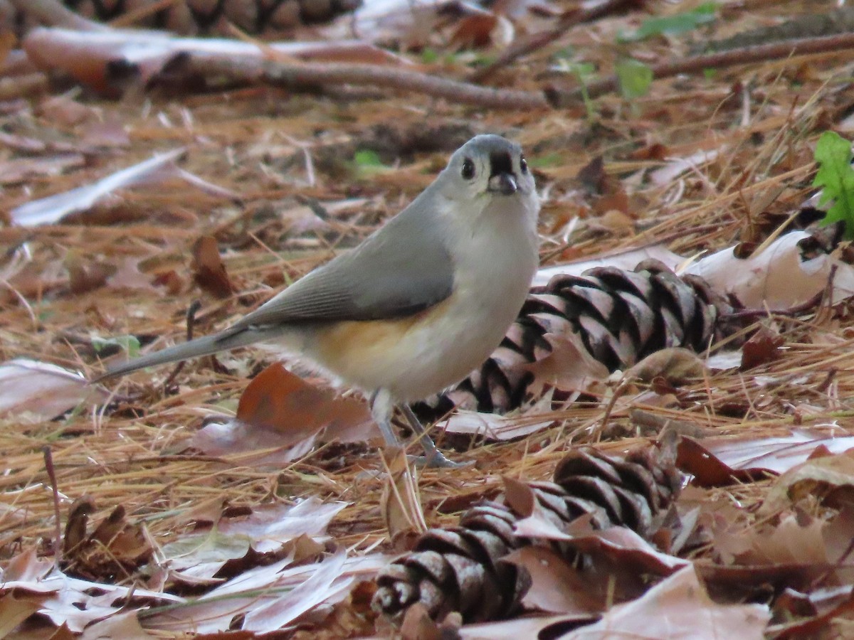 Tufted Titmouse - ML646328832