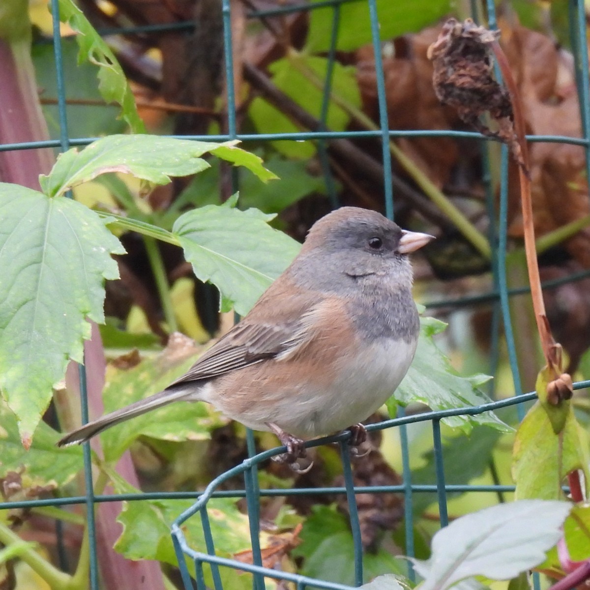 Dark-eyed Junco - ML646328835
