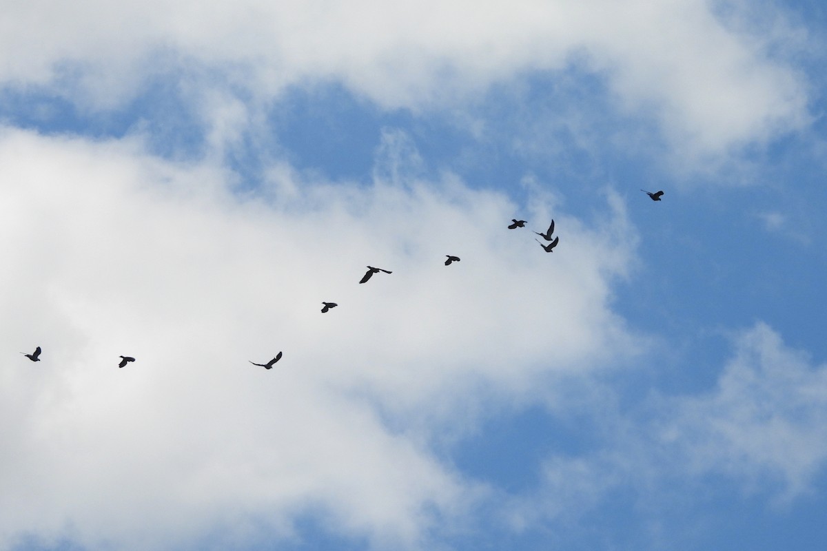 Topknot Pigeon - ML646328836