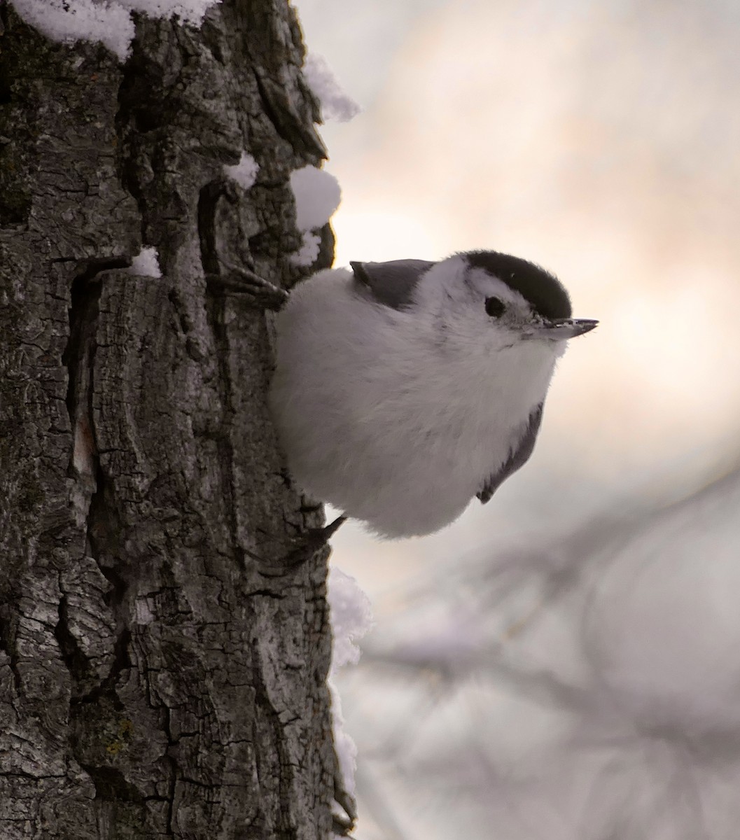 White-breasted Nuthatch - ML646328837